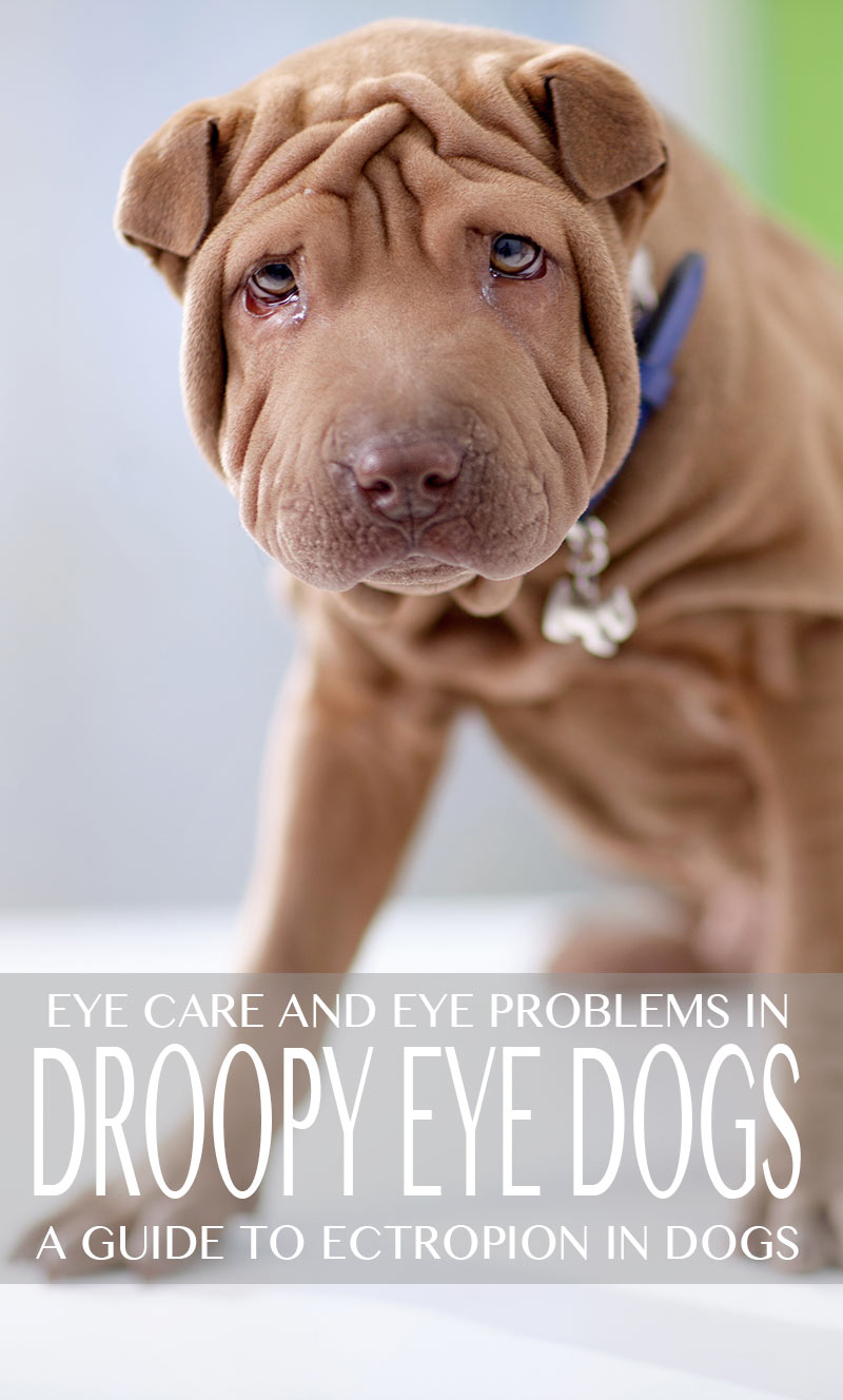 Droopy eye hondenrassen - een gids voor ectropion
