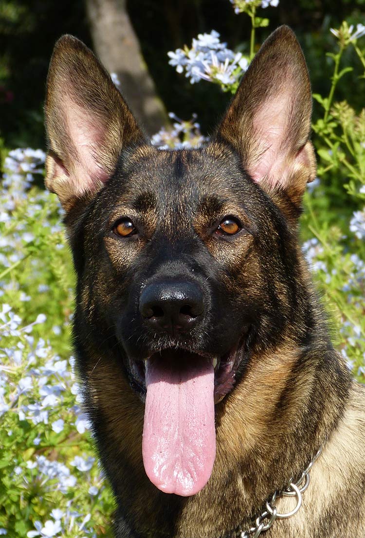 Rechtopstaande oren kunnen bescherming bieden tegen oormijt bij honden