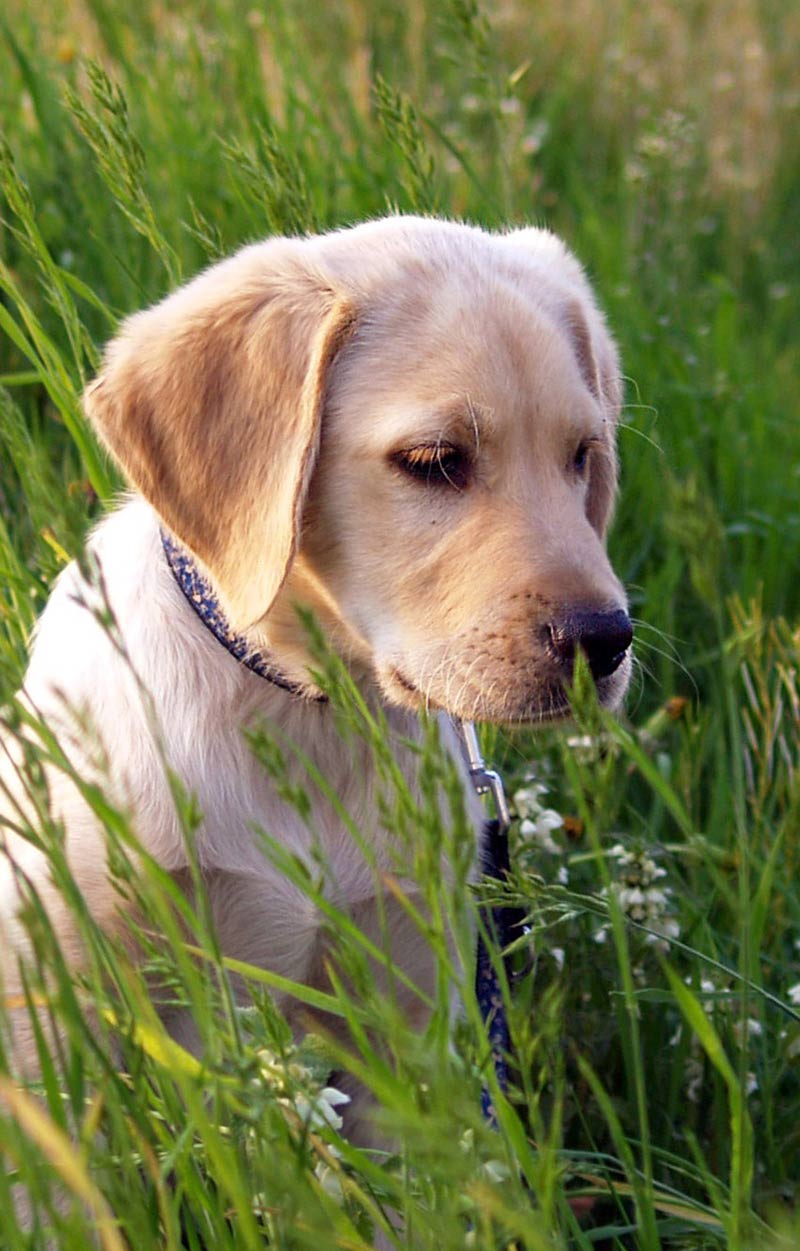 Labrador Retrievers zoals deze schattige puppy zijn een van de rassen met meer kans op elleboogdysplasie.