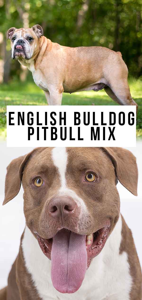 Engelse Bulldog Pitbull Mix