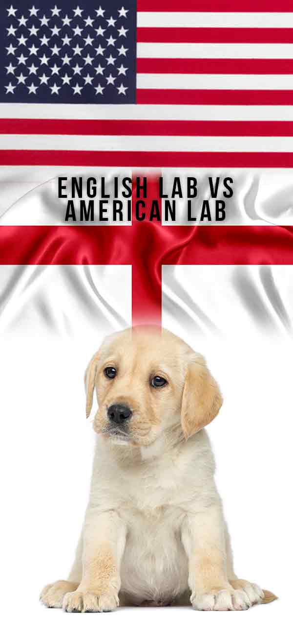 engels vs amerikaans lab