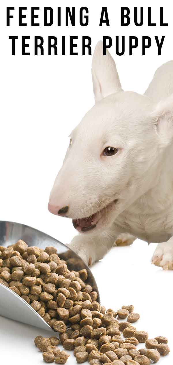 voeden van een bull terrier puppy