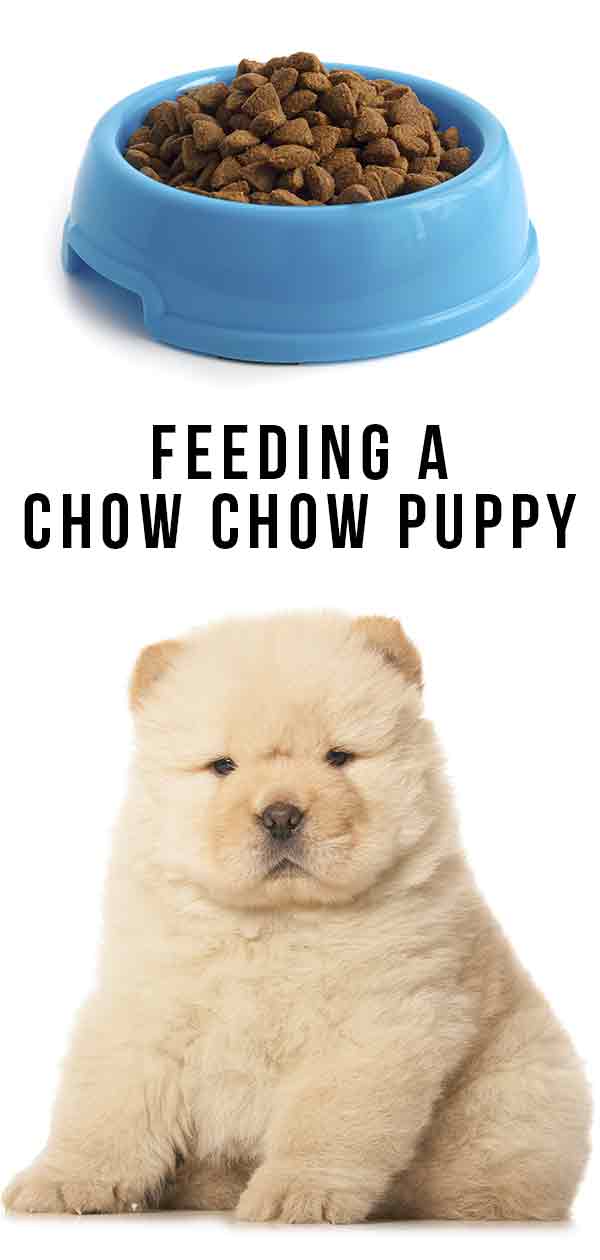 Voeden van een Chow Chow puppy