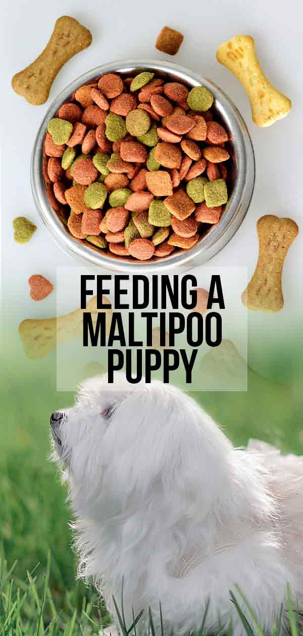 Het voeden van een Maltipoo Puppy