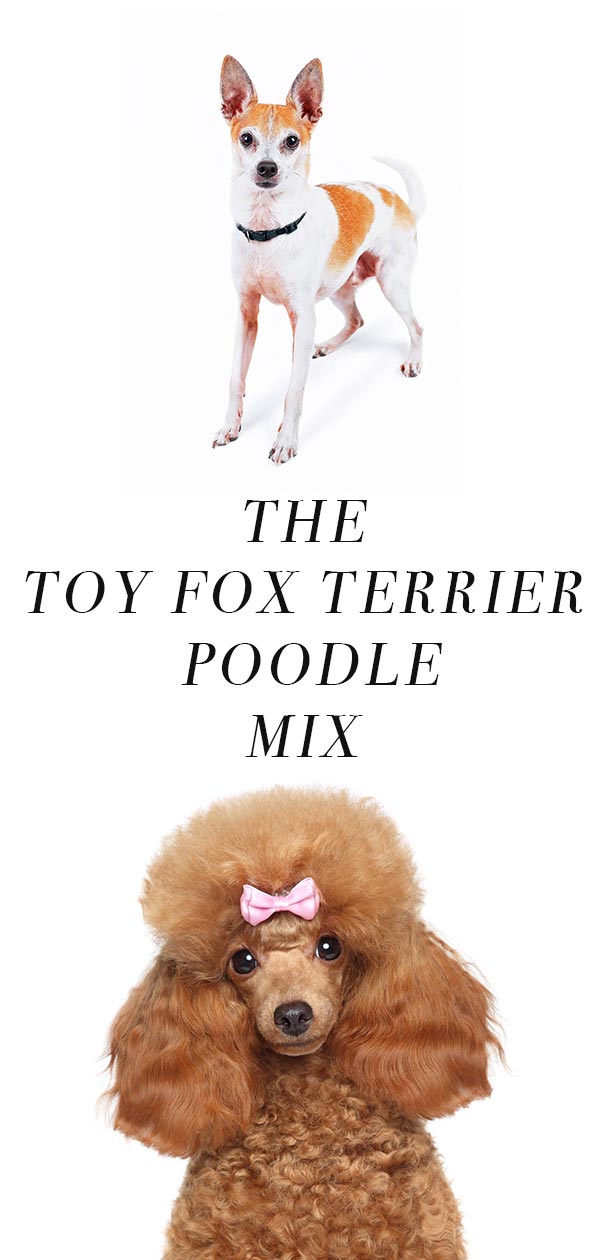 Foodle - Fox Terrier Poedel mix