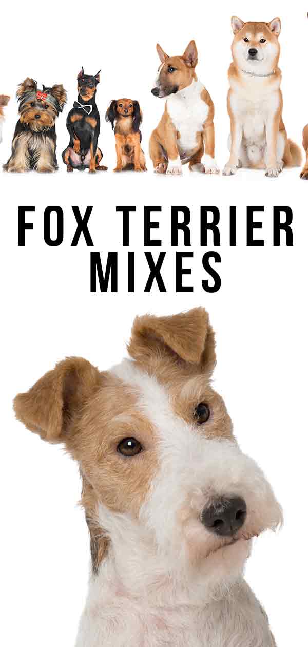Fox Terrier Mengsels