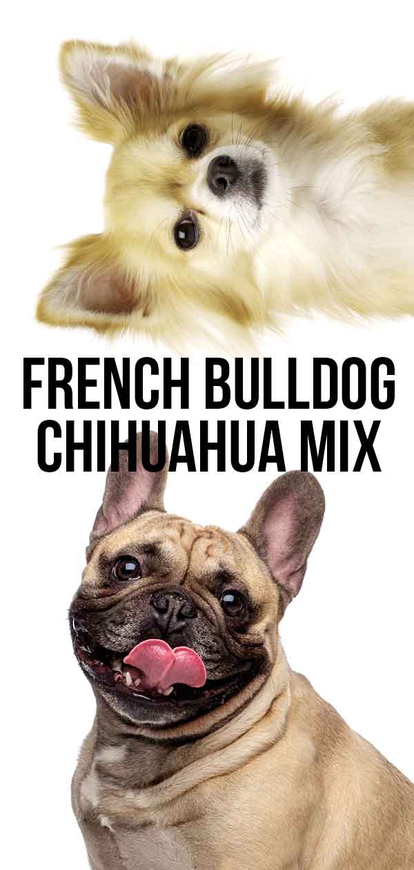 franse bulldog chihuahua mix