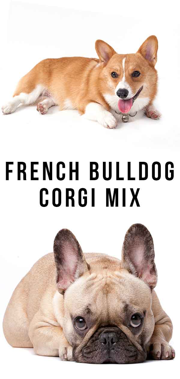Franse Bulldog Corgi mix