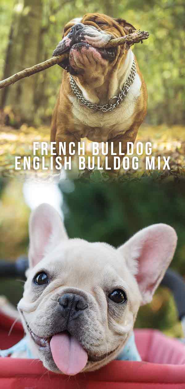 franse bulldog engelse bulldog mix