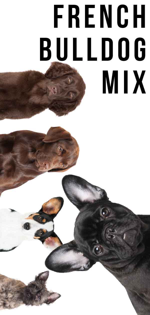 Franse Bulldog mix