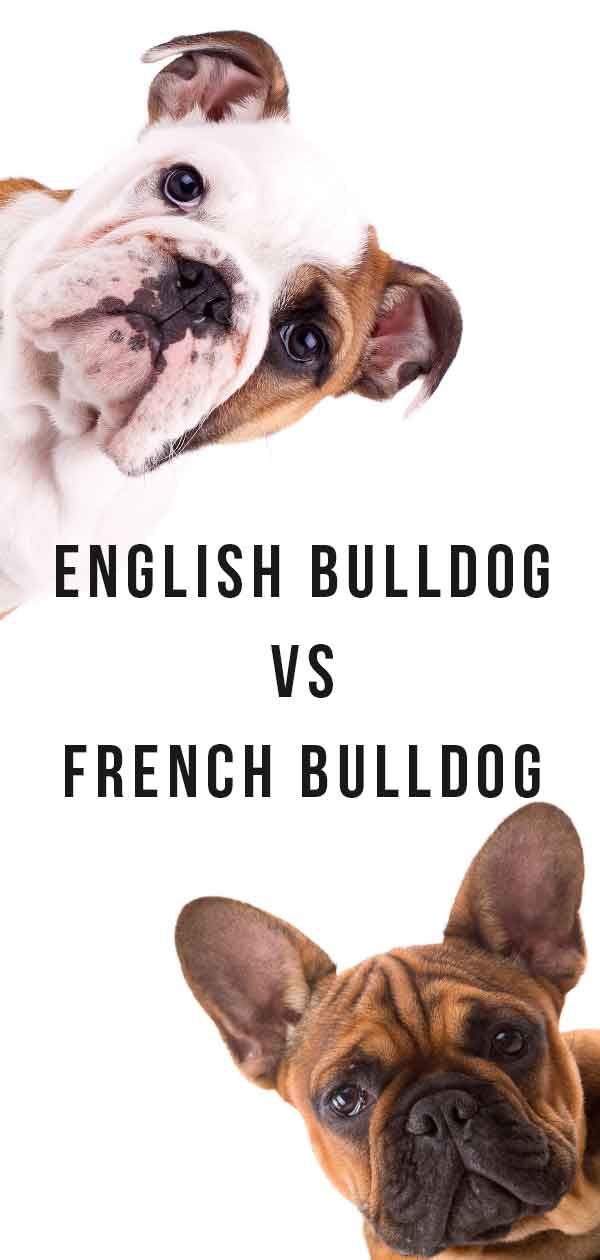 franse bulldog vs engelse bulldog