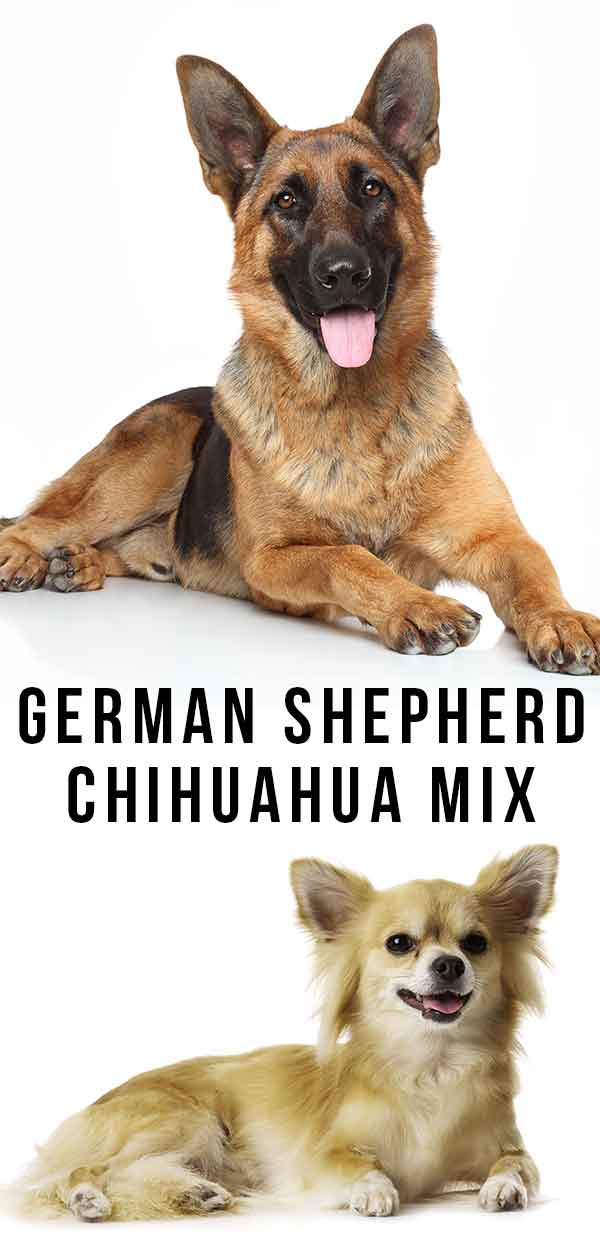 Duitse Herder Chihuahua Mix