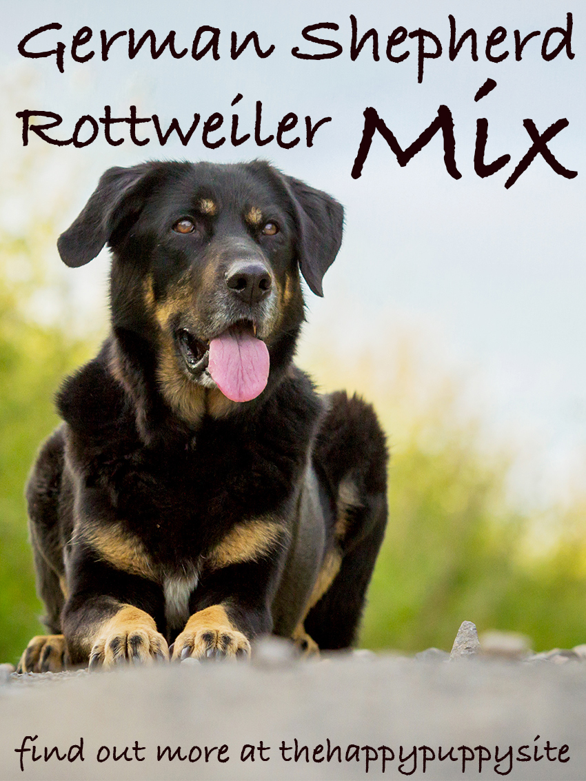 Duitse Herder x Rottweiler - Een Complete Gids voor de Duitse Herder Rottweiler Mix: Persoonlijkheid, temperament en eigenschappen.
