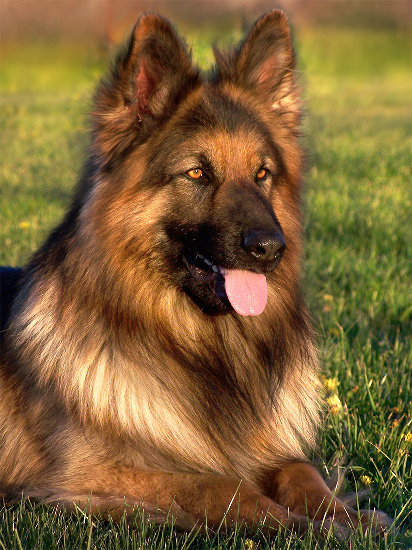 Honden van het Duitse Herder Mix ras kunnen verschillende uiterlijke kenmerken en temperamenten hebben.