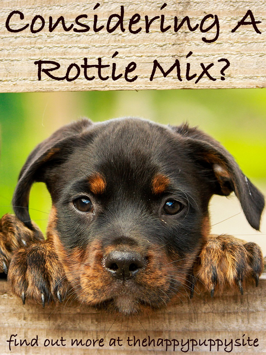 Duitse Herder Rottie Mix Puppies Kunnen wel of niet lijken op de traditionele Rottweiler