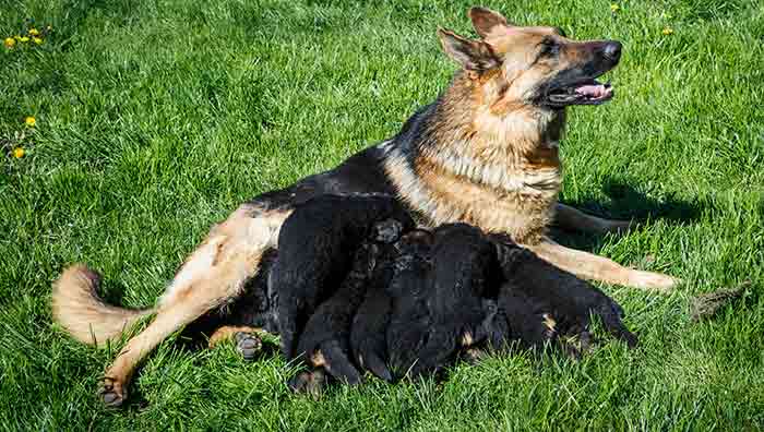 zwarte duitse herder pups met hun moeder