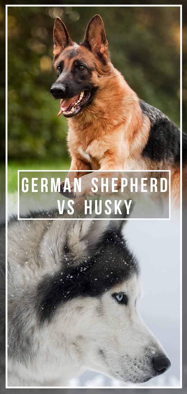 duitse herder vs husky