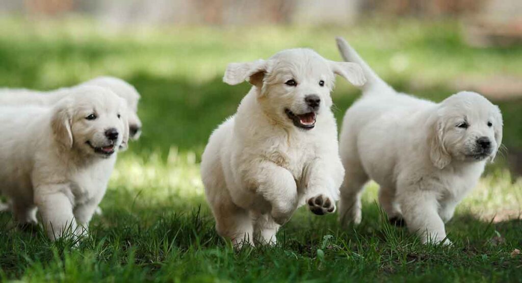 happy golden retriever puppies