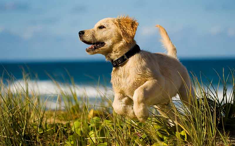 Golden Retriever puppy zindelijkheidstraining vergt geduld