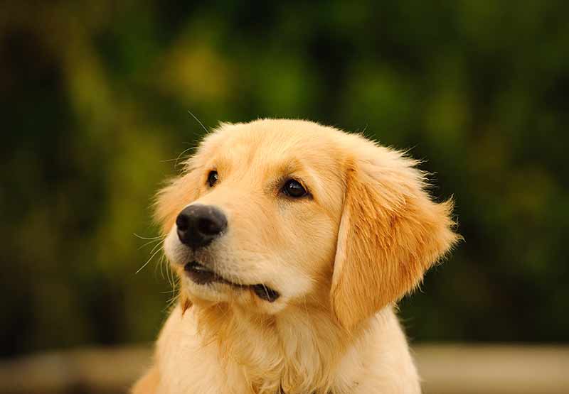 Golden Retriever puppy socialisatie is belangrijk