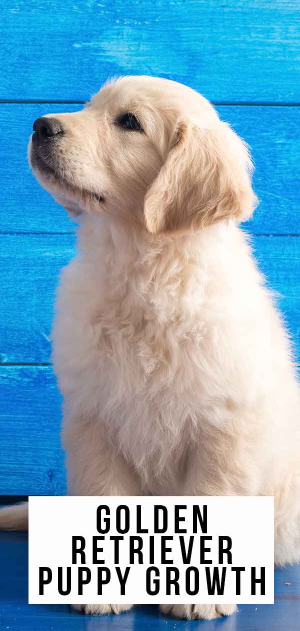 golden retriever puppy groei
