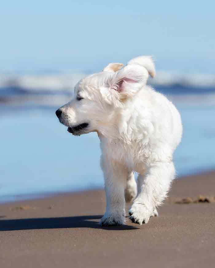 jonge witte golden retriever op een strand