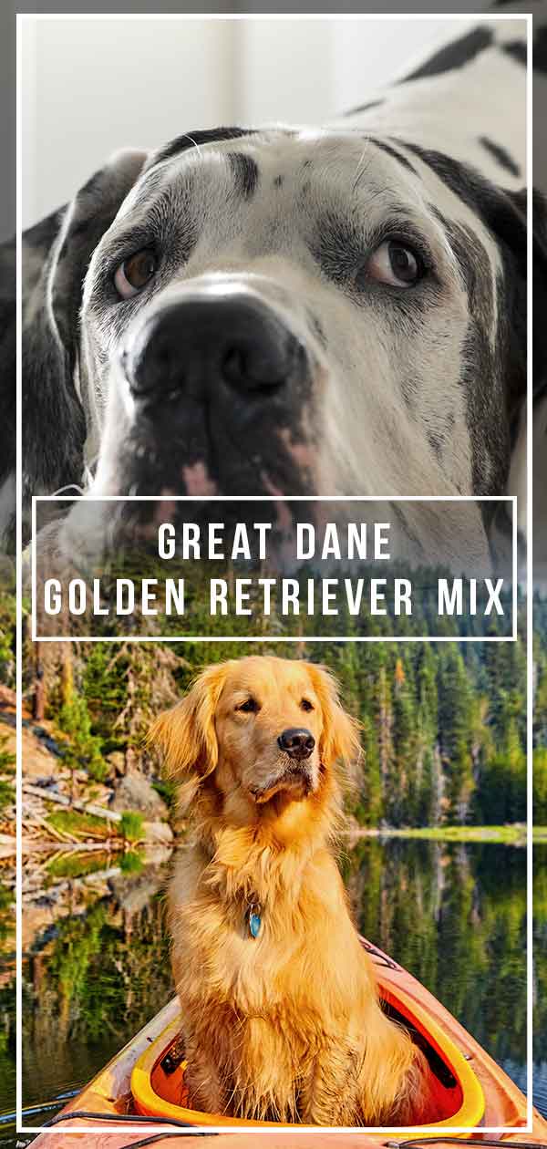 Duitse Dog Golden Retriever mix