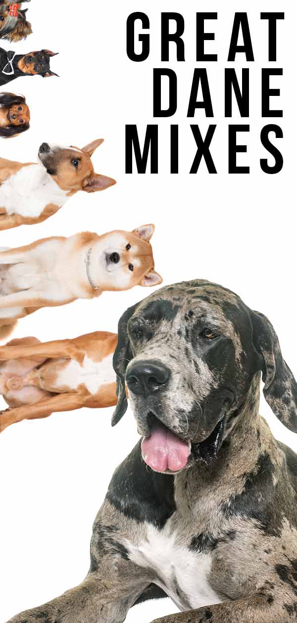Duitse Dog Mixen