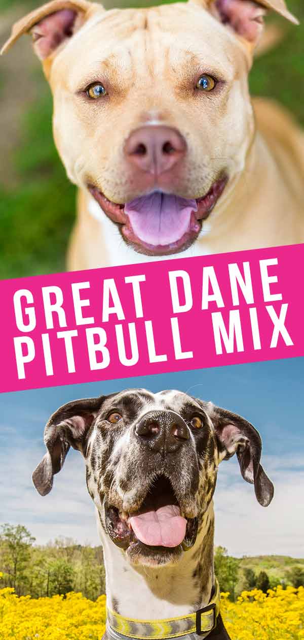 Deense pitbull mix