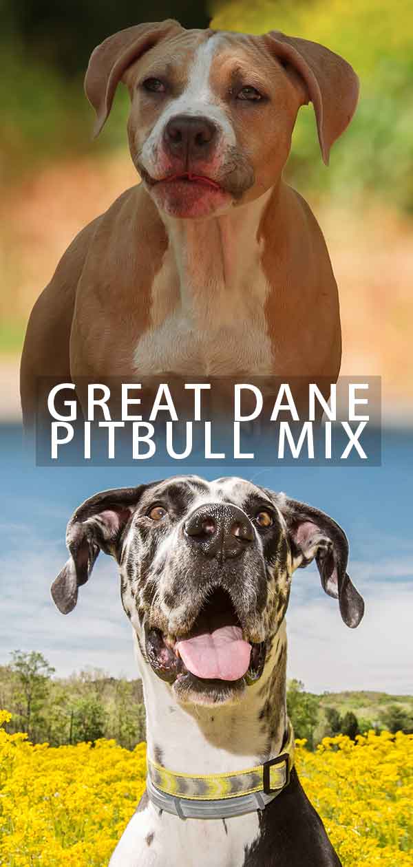 grote Deense pitbull mix