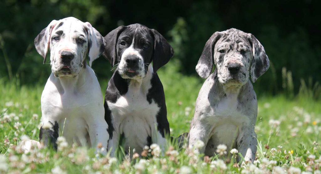 3 Deense doggen in een weide - grootste hond ter wereld