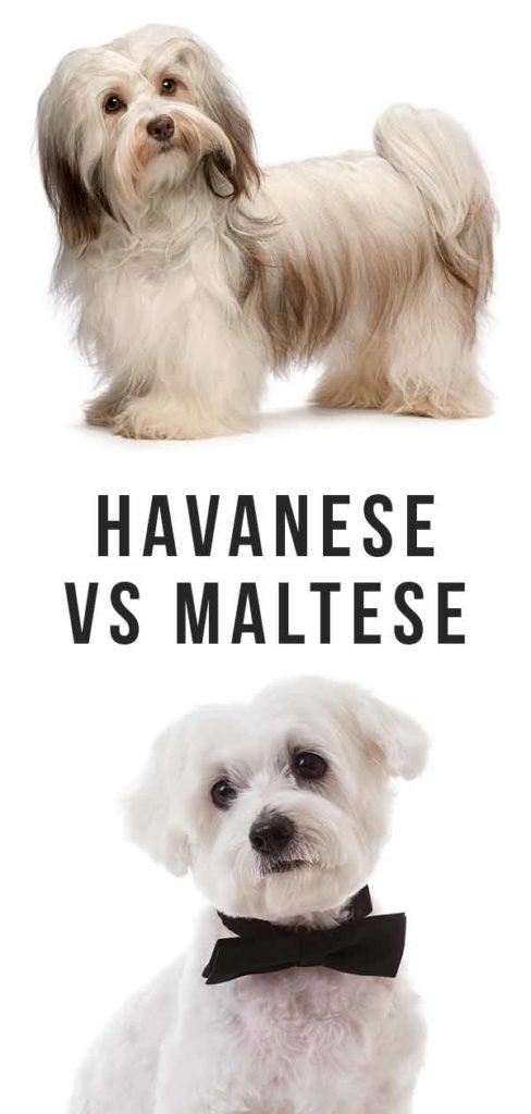 Havanezer vs Maltezer