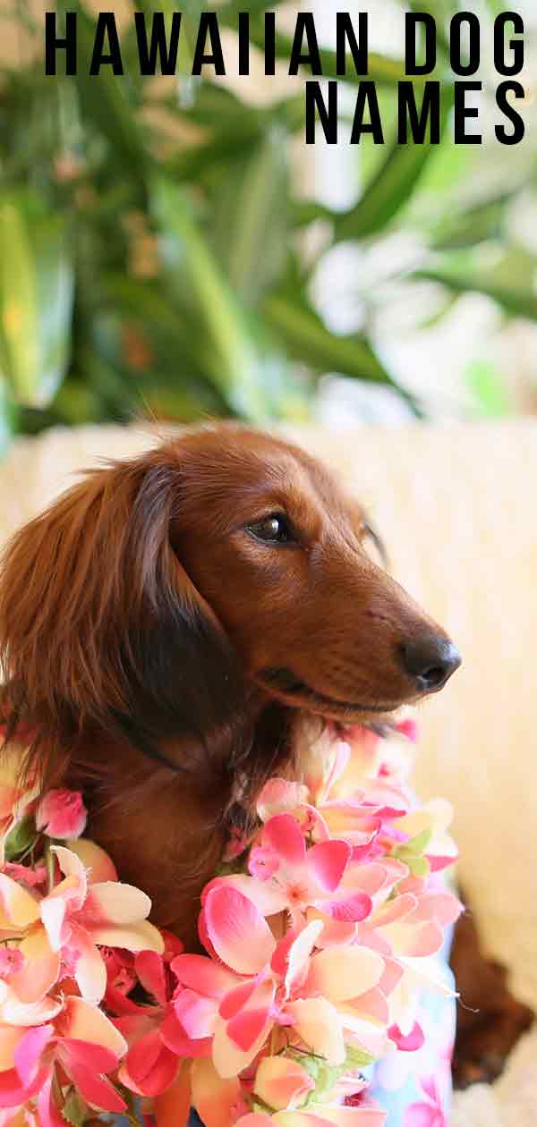 hawaiiaanse hondennamen