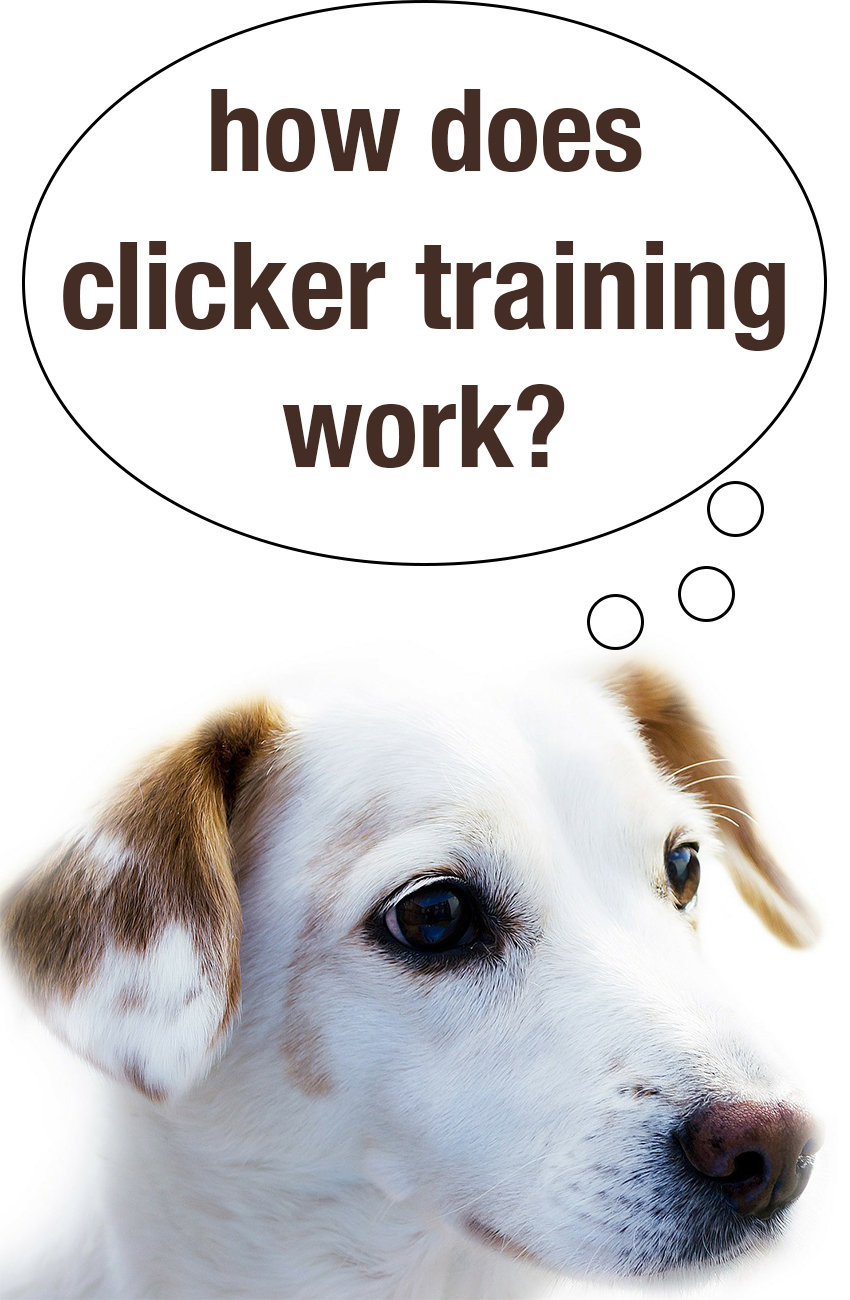 Ontdek hoe clickertraining werkt, en hoe het u kan helpen uw hond te trainen.