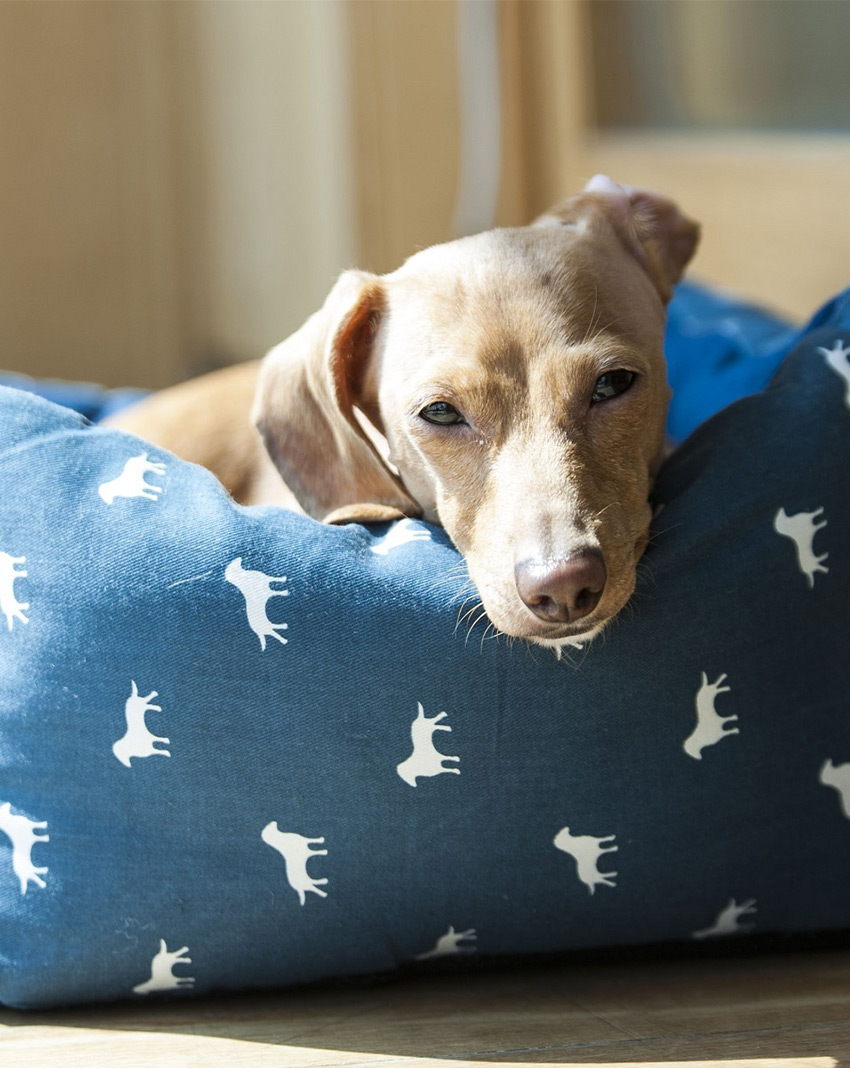Kosten hondenbenodigdheden - van bedden, tot voerbakken, kratten en meer