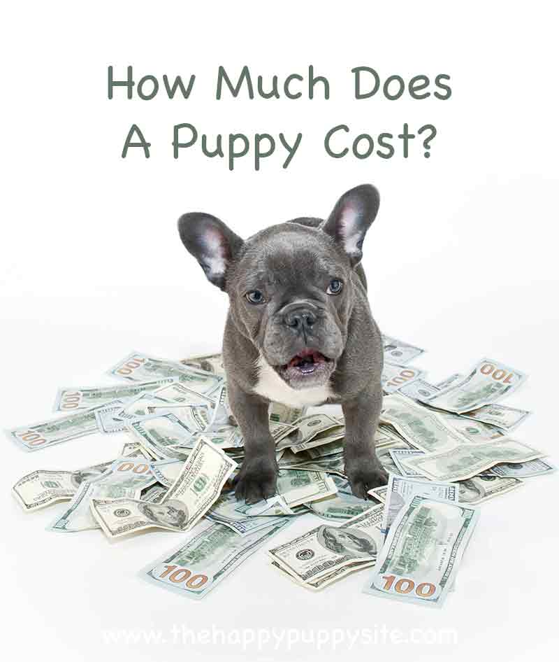 Hoeveel kosten puppies