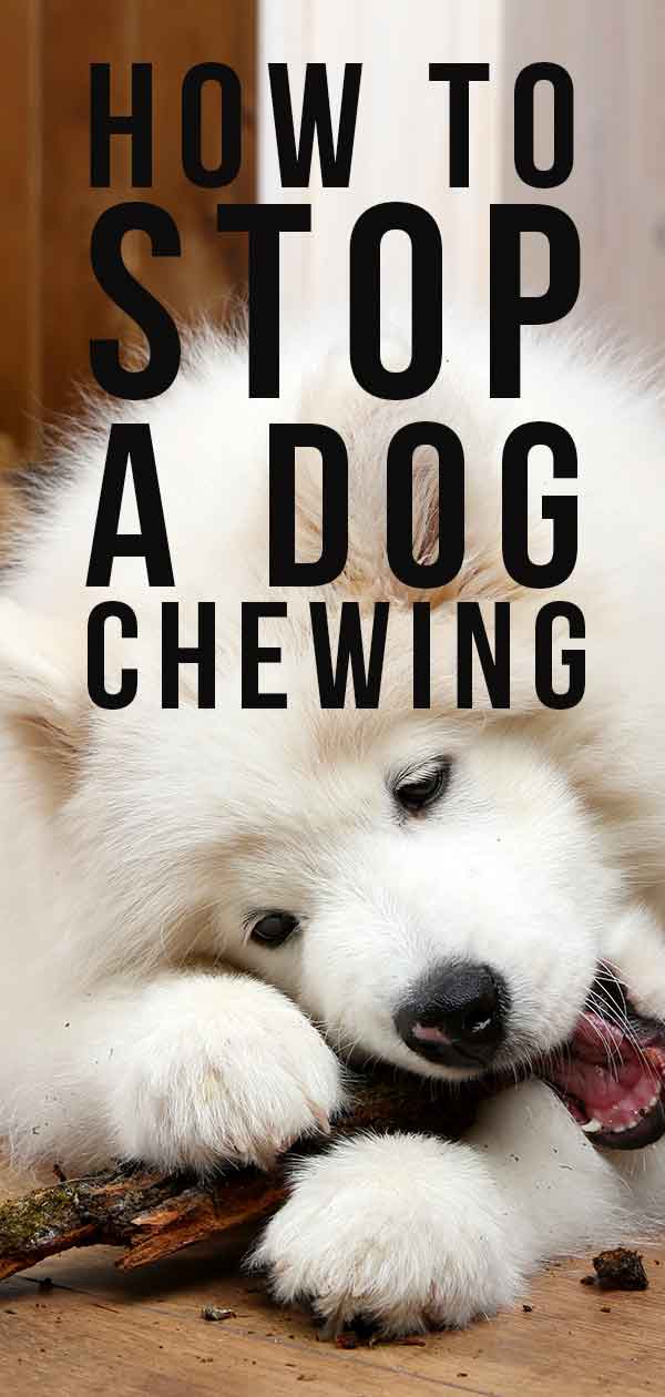 hoe een hond te stoppen met kauwen
