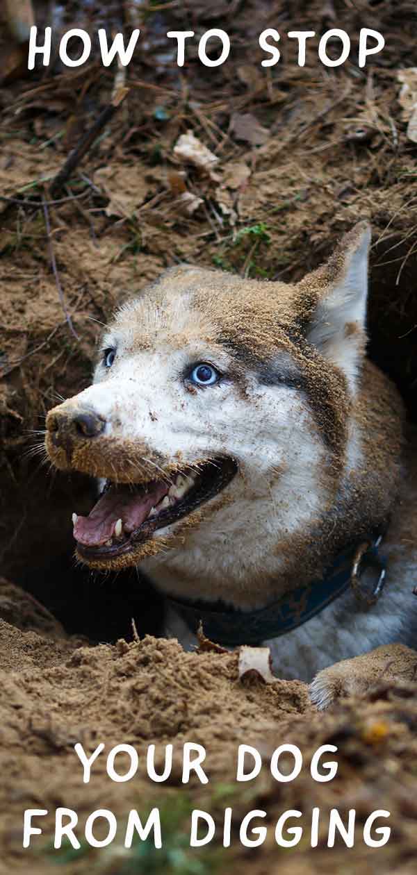 hoe laat je een hond stoppen met graven