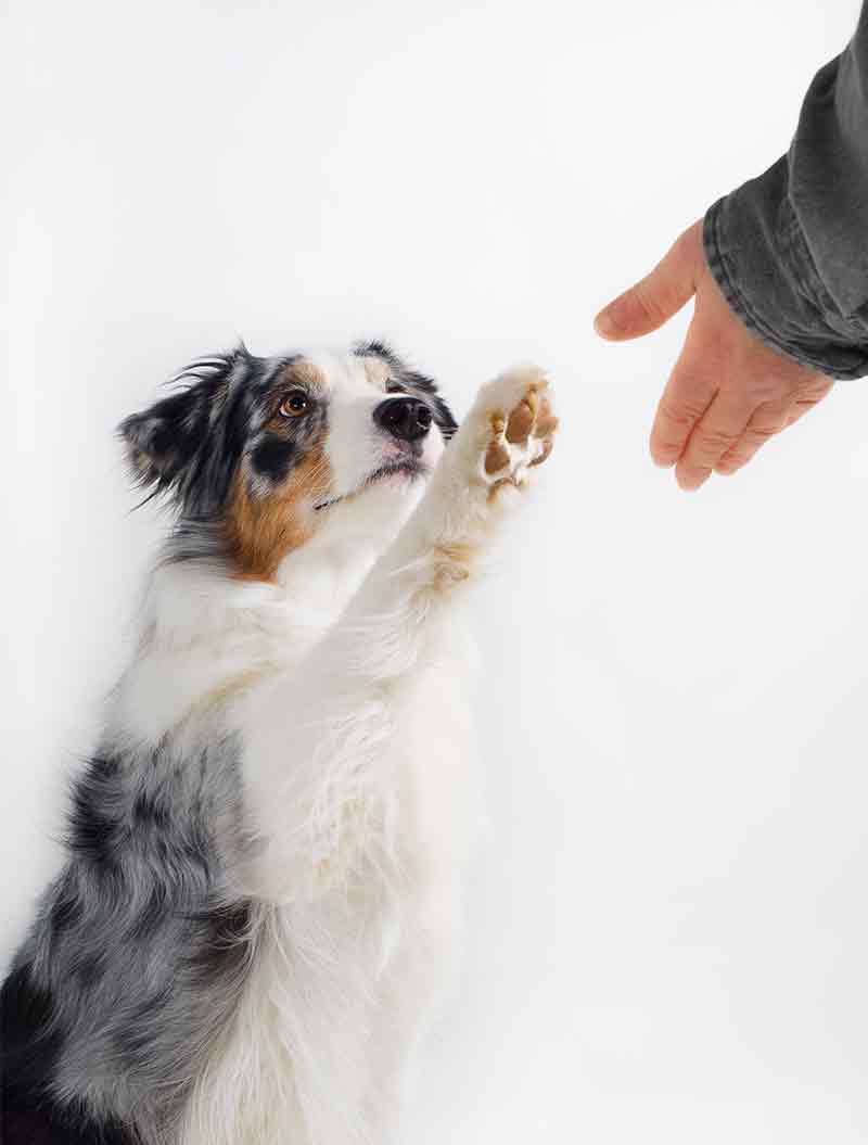 hoe stop je het bloeden van hondennagels