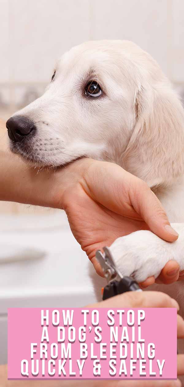 Hoe stop je het bloeden van de nagel van een hond?