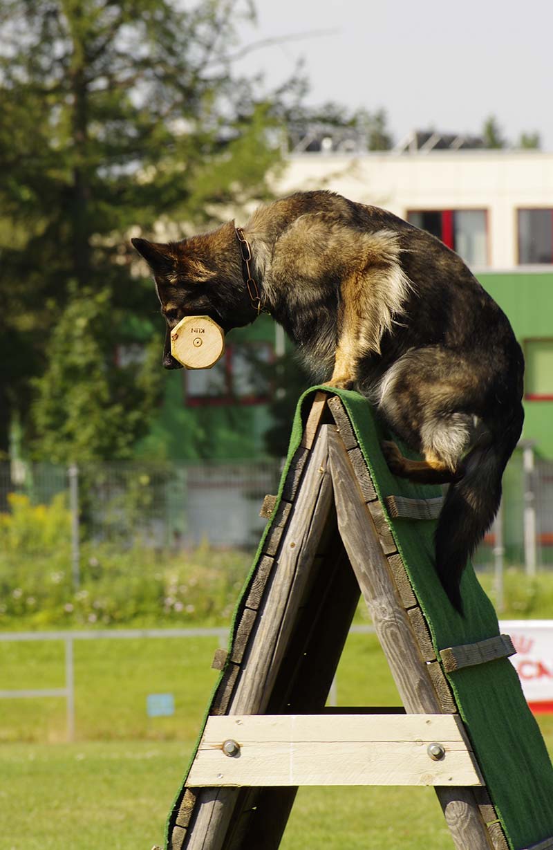 Hoe een hond trainen om te springen - met veiligheidstips en advies
