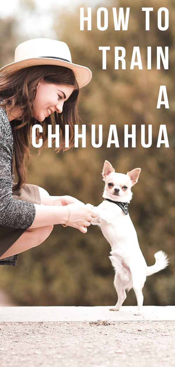 hoe een chihuahua te trainen gids