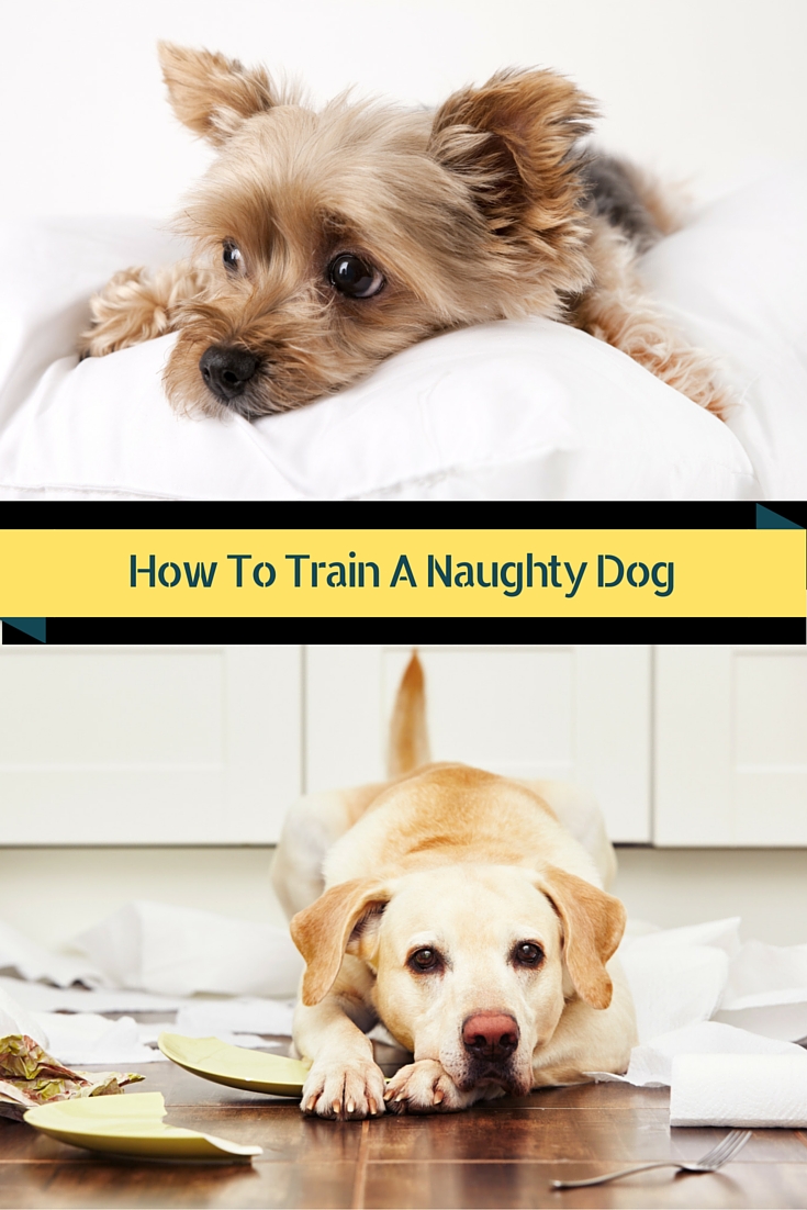 Hoe een ondeugende hond te trainen - 3 regels om je te helpen