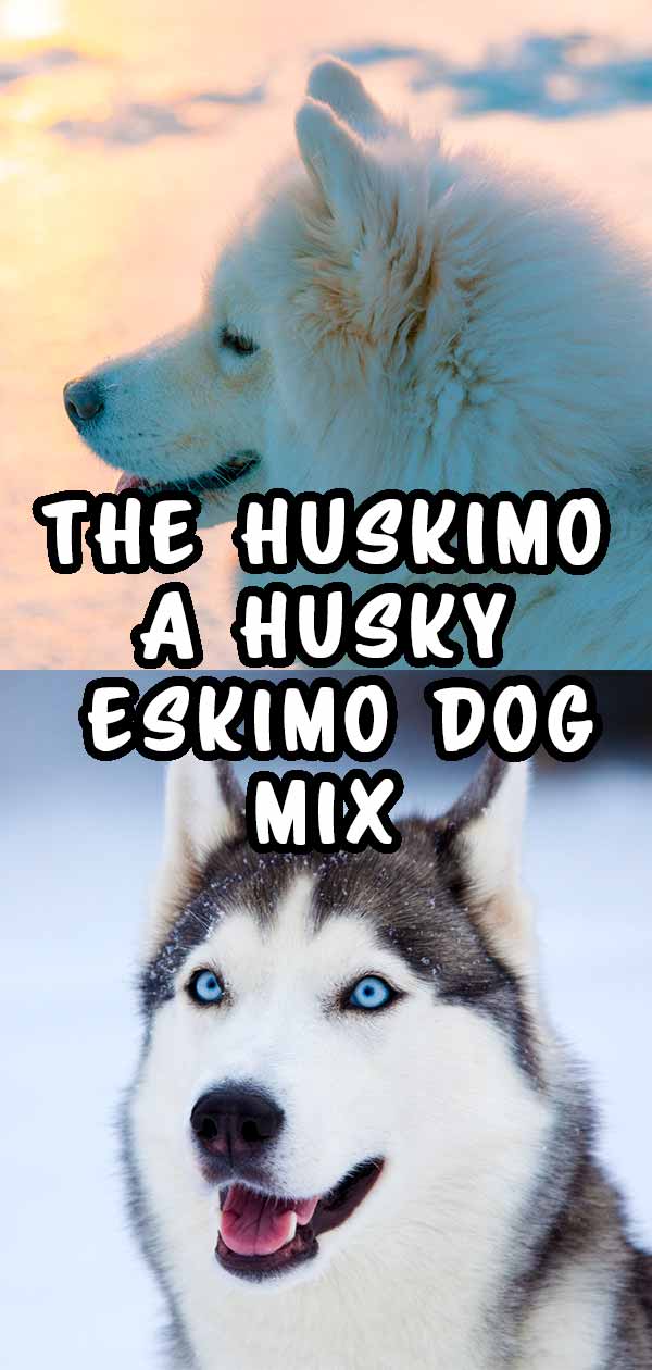 wat is een huskimo?