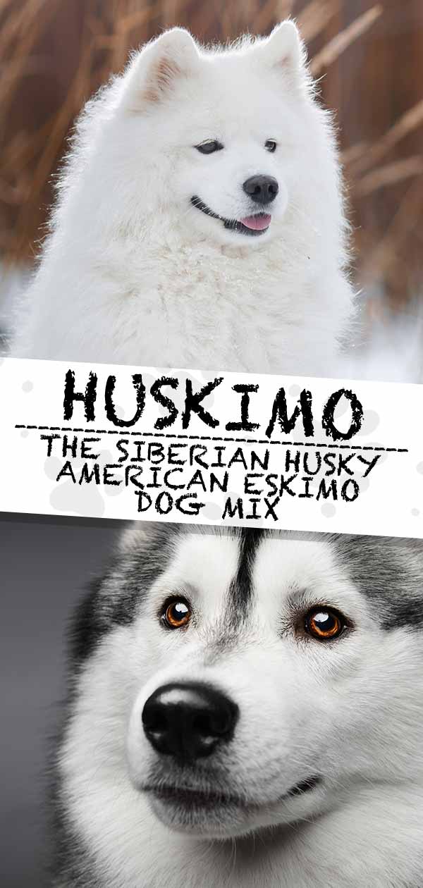 Husky Amerikaanse Eskimo mix