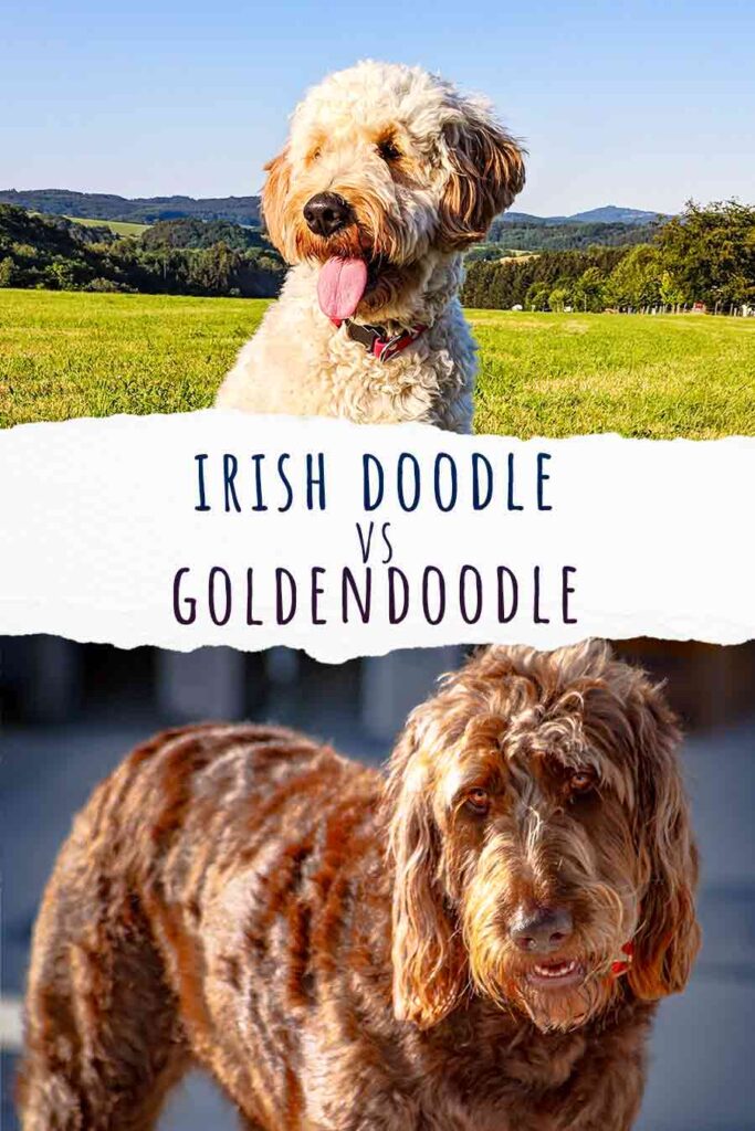 irish doodle vs goldendoodle