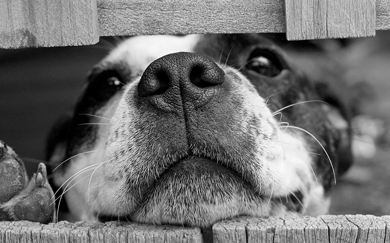 Hond kijkt door hek