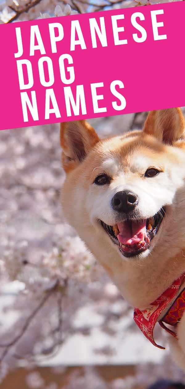 japanse hondennamen