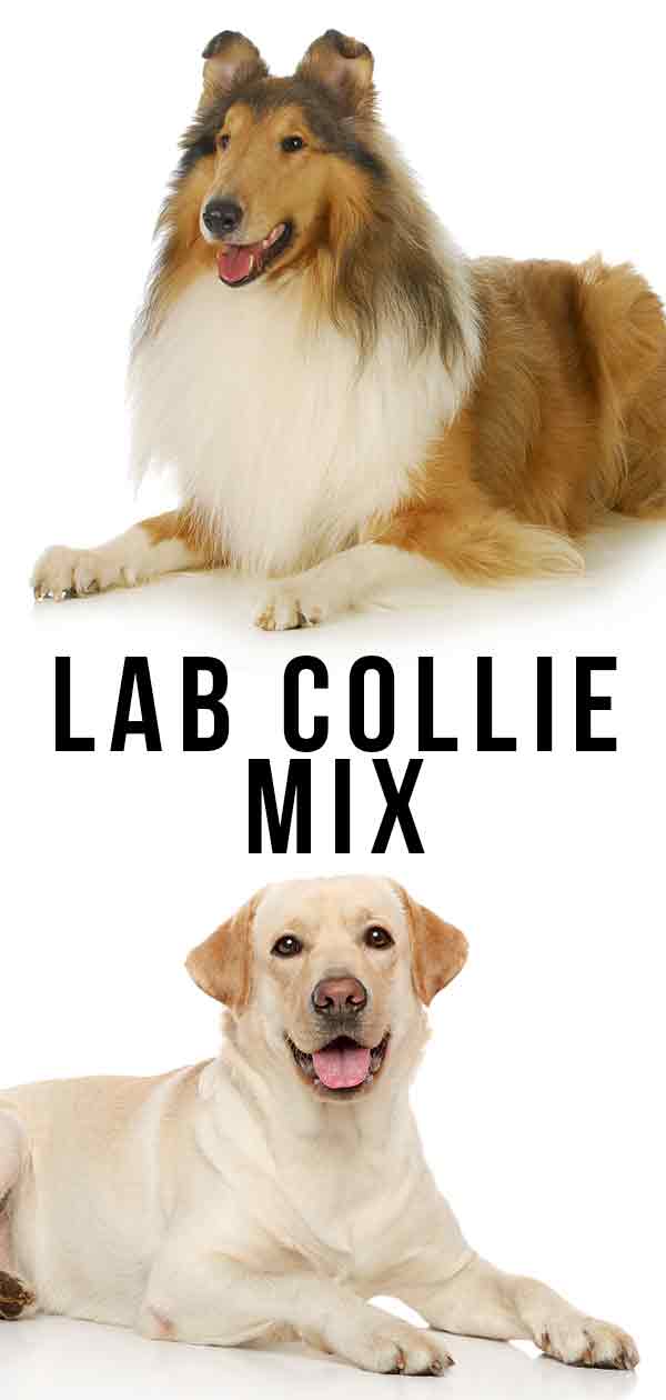 Lab Collie Mix