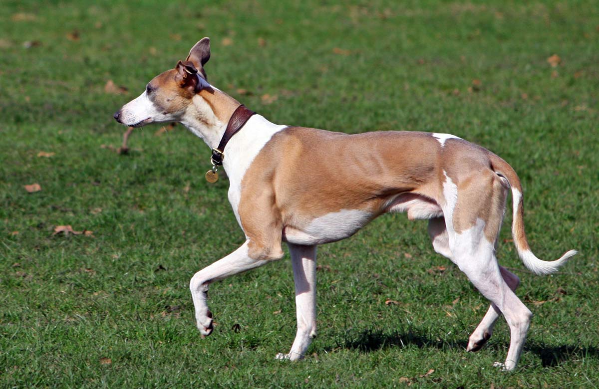 Aspergillose bij honden - lopen whippets risico - zoek het uit op de happy puppy site